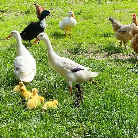 Idylle Am Bauernhof 아파트