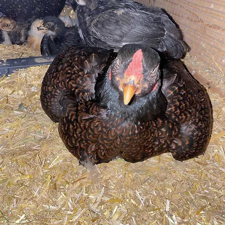 아파트 Idylle Am Bauernhof