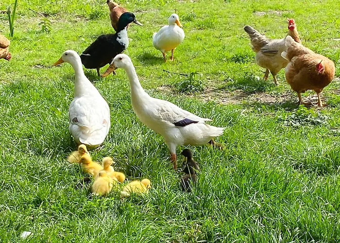 Idylle Am Bauernhof 公寓