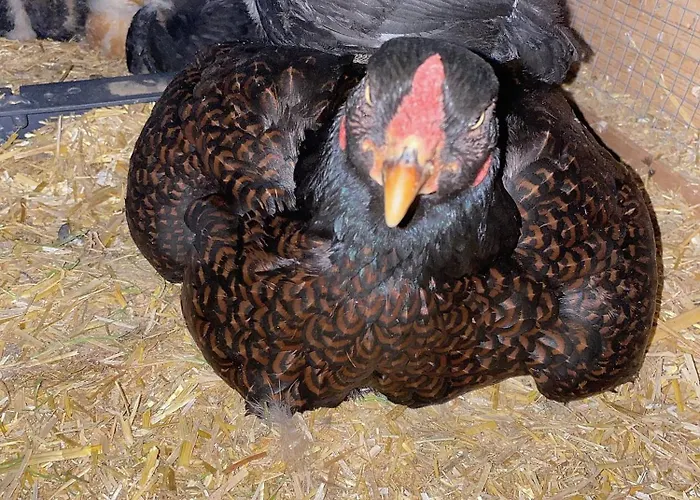 公寓 Idylle Am Bauernhof